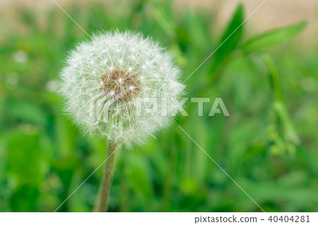 蒲公英絨毛 40404281