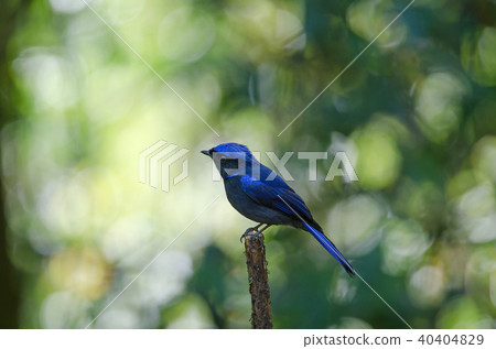 male Large Niltava (Niltava grandis) 40404829
