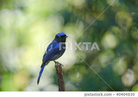 male Large Niltava (Niltava grandis) 40404830