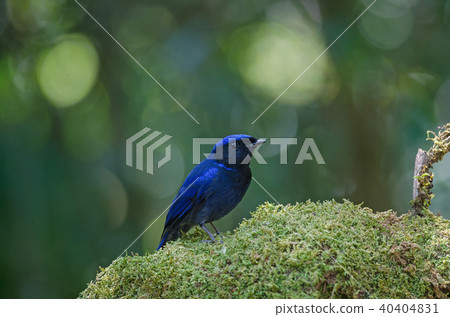 male Large Niltava (Niltava grandis) 40404831
