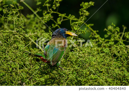 Great Barbet (Megalaima virens) bird 40404840