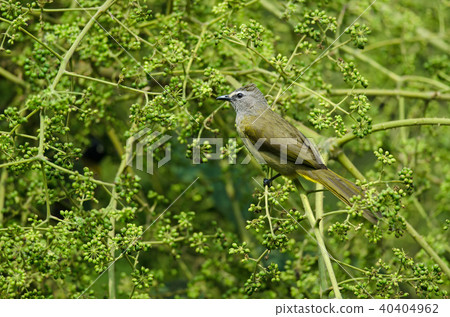 Flavescent Bulbul perching on branch of fruiting 40404962