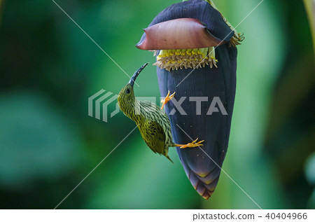 treaked Spiderhunter (Arachnothera magna) 40404966