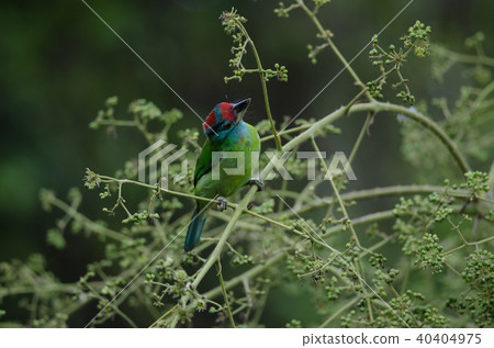 Blue-throated Barbet perching on tree Blue-throated Barbet perching on tree 40404975