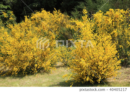 恩尼斯達花園 恩尼斯達花園 40405217