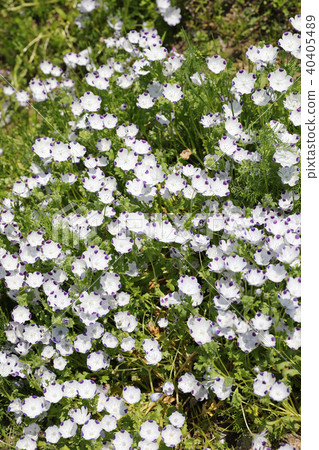 Nemophila Nemophila 40405489
