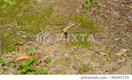 Hornet break time Hornet break time 40405724