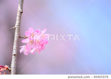 關閉緋紅色櫻花 40405876