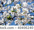 Toronto High Park cherry blossom flowers 2018 40406240
