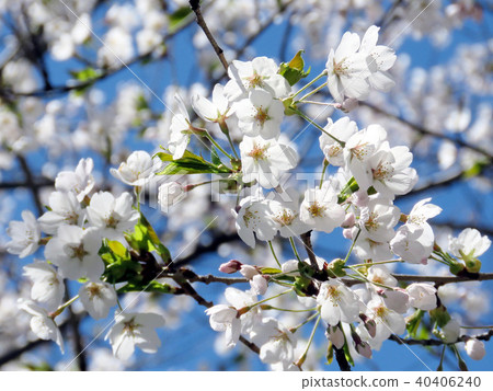 Toronto High Park cherry blossom flowers 2018 Toronto High Park cherry blossom flowers 2018 40406240