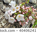 High Park cherry blossom flowers on a trunk 2018 40406241