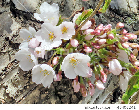 High Park cherry blossom flowers on a trunk 2018 High Park cherry blossom flowers on a trunk 2018 40406241