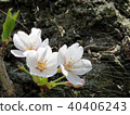 Toronto High Park cherry blossom on a trunk 2018 40406243