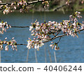 Toronto High Park cherry blossom over pond 2018 40406244