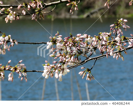 Toronto High Park cherry blossom over pond 2018 Toronto High Park cherry blossom over pond 2018 40406244