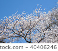 Toronto High Park cherry blossom tree 2018 40406246