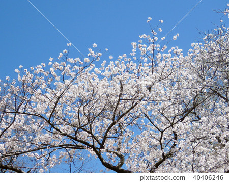 Toronto High Park cherry blossom tree 2018 Toronto High Park cherry blossom tree 2018 40406246