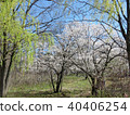 Toronto High Park cherry blossom trees 2018 40406254