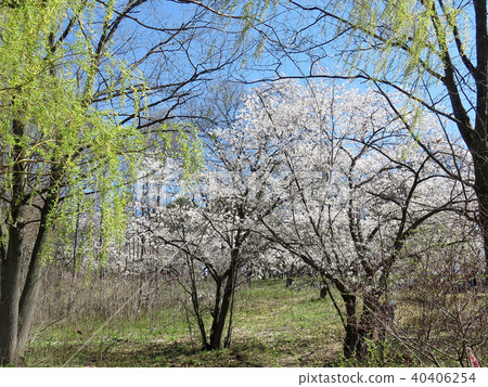 Toronto High Park cherry blossom trees 2018 Toronto High Park cherry blossom trees 2018 40406254