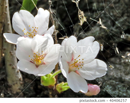 Toronto High Park cherry blossoms on a trunk 2018 Toronto High Park cherry blossoms on a trunk 2018 40406257