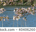Toronto High Park cherry blossoms over pond 2018 40406260