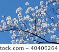 Toronto High Park the cherry blossom 2018 40406264