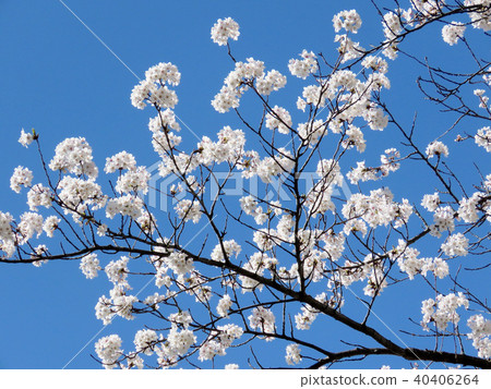 Toronto High Park the cherry blossom 2018 Toronto High Park the cherry blossom 2018 40406264