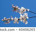 Toronto High Park the cherry blossom branch 2018 40406265