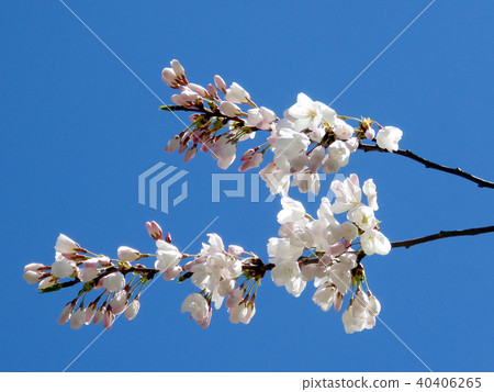 Toronto High Park the cherry blossom branch 2018 Toronto High Park the cherry blossom branch 2018 40406265