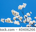 Toronto High Park the cherry blossom branchs 2018 40406266