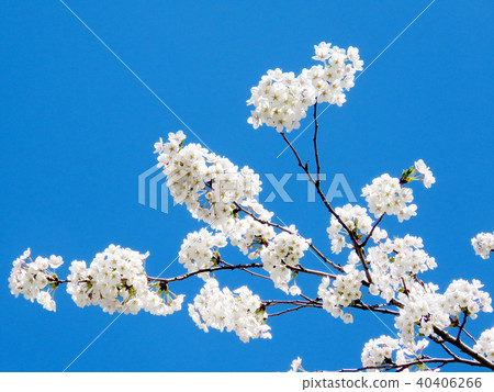 Toronto High Park the cherry blossom branchs 2018 Toronto High Park the cherry blossom branchs 2018 40406266