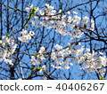 Toronto High Park the cherry blossom flower 2018 40406267