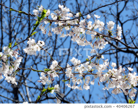 Toronto High Park the cherry blossom flower 2018 Toronto High Park the cherry blossom flower 2018 40406267