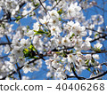Toronto High Park the cherry blossom flowers 2018 40406268