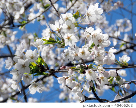 Toronto High Park the cherry blossom flowers 2018 Toronto High Park the cherry blossom flowers 2018 40406268