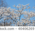 Toronto High Park the cherry blossom tree 2018 40406269
