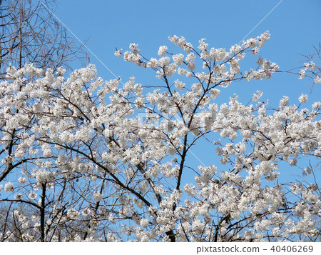 Toronto High Park the cherry blossom tree 2018 Toronto High Park the cherry blossom tree 2018 40406269