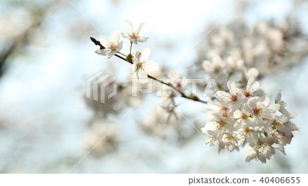 Cherry Blossoms	 40406655