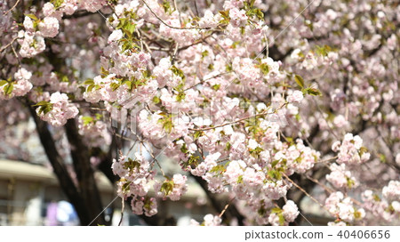 Cherry Blossoms	 40406656