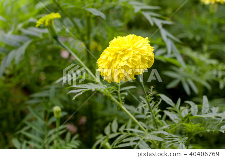 marigold flower in garden 40406769
