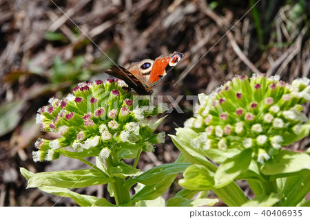 春遊 春遊 40406935