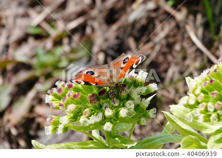 Spring visit Spring visit 40406939