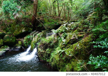 Tanun Nori Rui 40407012