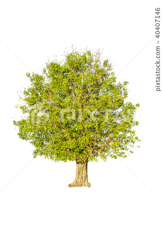 tree isolated on white background. tree isolated on white background. 40407146