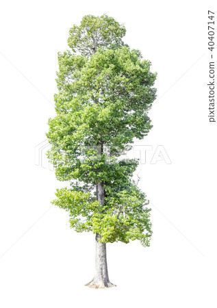 tree isolated on white background. 40407147