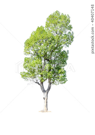 tree isolated on white background. tree isolated on white background. 40407148