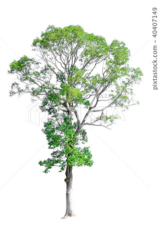 tree isolated on white background. tree isolated on white background. 40407149