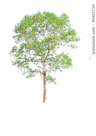 tree isolated on white background. tree isolated on white background. 40407150