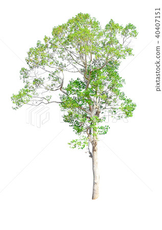 tree isolated on white background. tree isolated on white background. 40407151