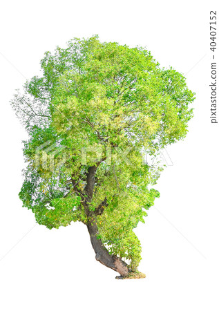 tree isolated on white background. tree isolated on white background. 40407152